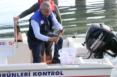 Yesilirmak Nehri'ne 5 Bin Mersin Baligi Yavrusu Birakildi