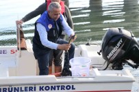 Yesilirmak Nehri'ne 5 Bin Mersin Baligi Yavrusu Birakildi