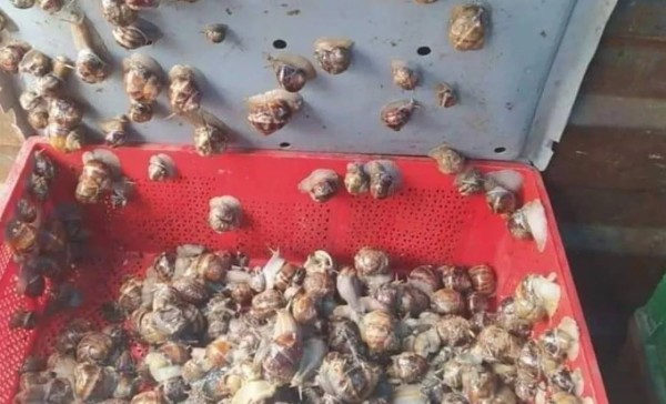 Bölgenin en büyük gelir kapısı: Duyan oraya koşuyor! Karış karış arıyorlar