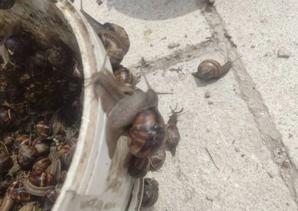 Bölgenin en büyük gelir kapısı: Duyan oraya koşuyor! Karış karış arıyorlar