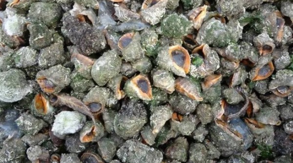 Bölgenin en büyük gelir kapısı: Duyan oraya koşuyor! Karış karış arıyorlar