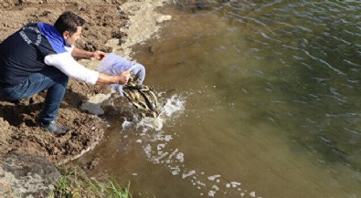 Çipli 5 bin mersin balığı Yeşilırmak'a salındı