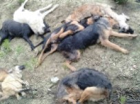 Köpek Katliaminda Gözaltina Alinan 5 Kisiden 4'Ü Mahkemeye Sevk Edildi