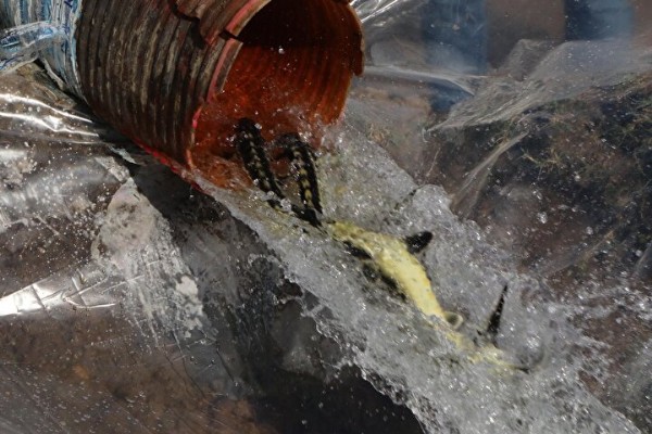 Çipli 5 bin mersin balığı Yeşilırmak'a salındı