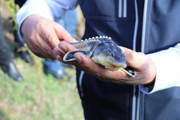 Çipli 5 bin mersin balığı Yeşilırmak'a salındı