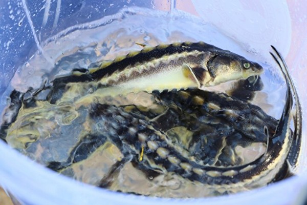 Çipli 5 bin mersin balığı Yeşilırmak'a salındı