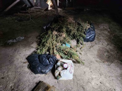 Ahsap Baraka Içerisinde Ve Çevresinde 22 Kilo Esrar Ile 425 Kök Kenevir Ele Geçirildi