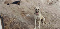Bodrum'da 3 Köpegi Kamyonete Bindirip Götürdüler