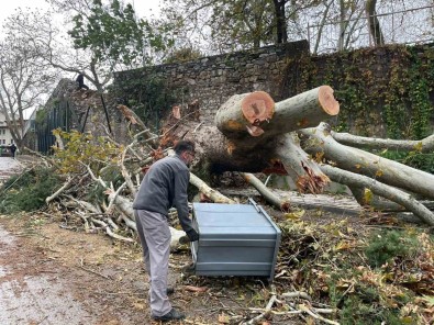 250 Yillik Tarihi Çinar Firtinaya Dayanamadi