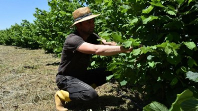 Çiftçileri sevindirecek haber! 45 projeye destek verilecek! Özellikle 3 ürün üzerinde çalışılıyor