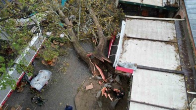 Firtinaya Dayanamayan 250 Yillik Çinar Dron Ile Görüntülendi