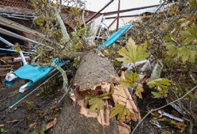 Lodos tarihi handaki 235 yıllık çınar ağacını devirdi