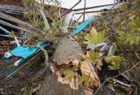 Lodos tarihi handaki 235 yıllık çınar ağacını devirdi