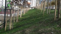 Parklari Yesillendirmede Yeni Yöntem