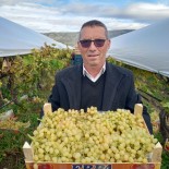 Sarigöl'de Bir Yandan Hasat Bir Yandan Budama