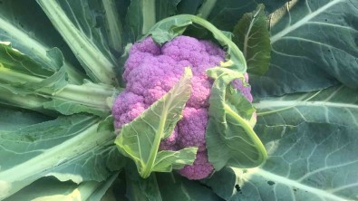 Batman'da Ekilen 70 Bin Fide Karnabahardan Biri Mor Olunca Ilgi Odagi Oldu