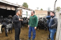Emet Belediyesinin Keçi Peyniri Projesinde Üretici Sayisi Artiyor