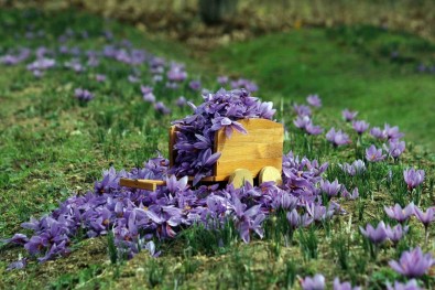 Kilosu 250 Bin Liradan Satilan Safranda Rekolte Düsük Bekleniyor
