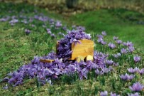 Kilosu 250 Bin Liradan Satilan Safranda Rekolte Düsük Bekleniyor