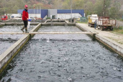 Bilecik'te 52 Yil Önce Kurulan Tesiste Yilda Bin Ton Alabalik Üretiliyor