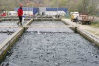 Bilecik'te 52 Yil Önce Kurulan Tesiste Yilda Bin Ton Alabalik Üretiliyor