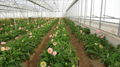 Bu Renk Cümbüsü Ve Mis Koku, Ayda 15 Milyon Kazandiriyor