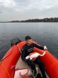 Izmit Körfezi'nde Mahsur Kalan Yarali Flamingoyu Kocaeli Itfaiyesi Kurtardi