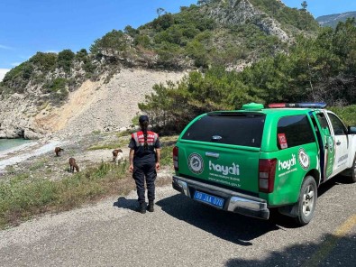 Bu Bitkiyi Koparmanin Cezasi 245 Bin TL