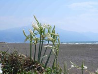 Kum Zambaklarini Koparmanin Cezasi 244 Bin 315 TL