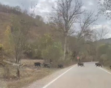 Domuz Sürüsü Cep Telefonuyla Görüntülendi