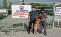 Izmir'de Kaybolan Köpek Soma'da Sokakta Bulundu