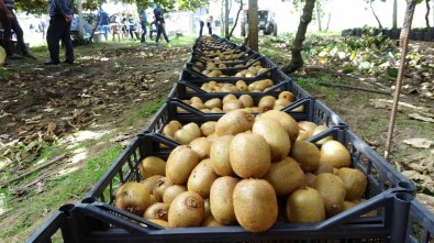 Samsun'da Kivi Hasadi