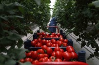 5 Aylik Hasat Döneminde 500 Ton Domatesle Rekor Üretim