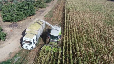 Sehzadeler Belediyesi'nden Üreticiye Silajlik Yem Destegi