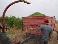 Silajda Hasat Zamani Açiklamasi 4 Bin 500 Dekar Alanda Silajlik Sorgum Projesi