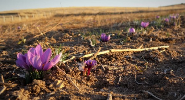 Dünyanın en pahalısı: Kilosu 600 bin TL!