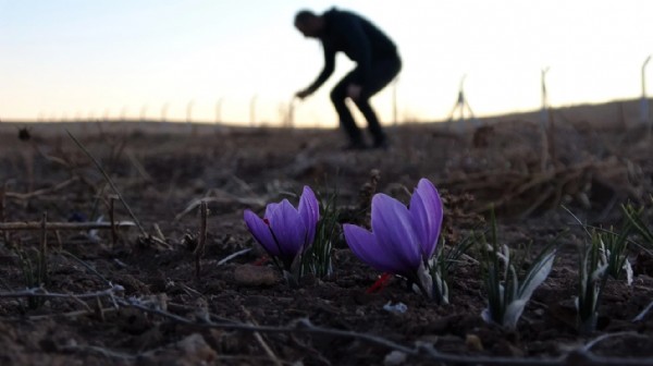 Dünyanın en pahalısı: Kilosu 600 bin TL!