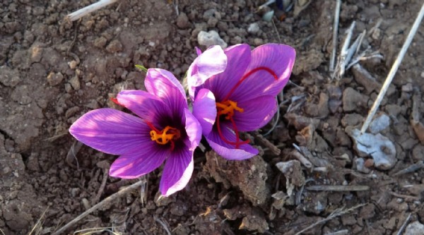 Dünyanın en pahalısı: Kilosu 600 bin TL!