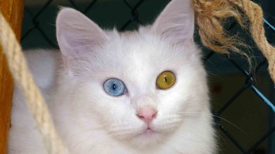 Bu Yil 145 Van Kedisi Dünyaya Geldi