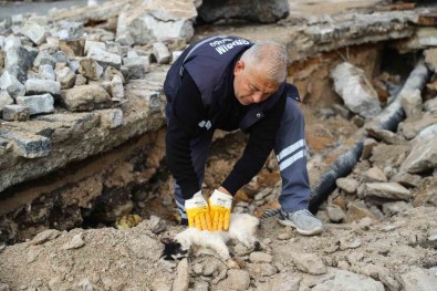 Hafriyat Altina Sikisan Kedi Kalp Masaji Uygulanarak Hayata Döndürüldü