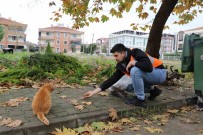 Yalova Belediyesi'nden Sokak Hayvanlarina 11 Ayda 28,5 Ton Mama