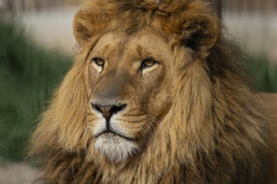 Libya'da AVM'ye aslanla girdi