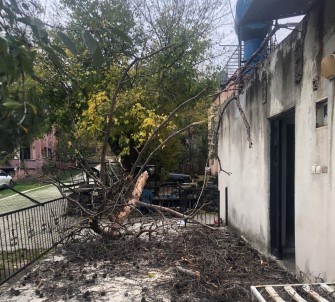 Osmaniye'de Çam Agaci Evin Üzerine Devrildi