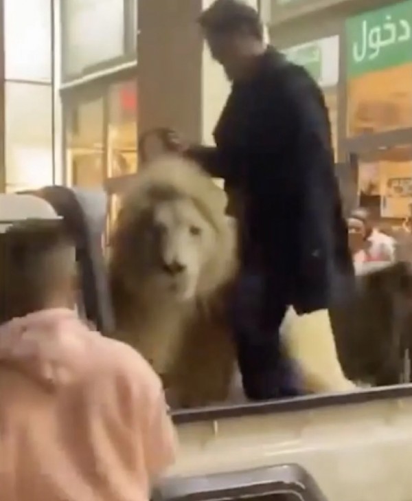 Libya'da AVM'ye aslanla girdi