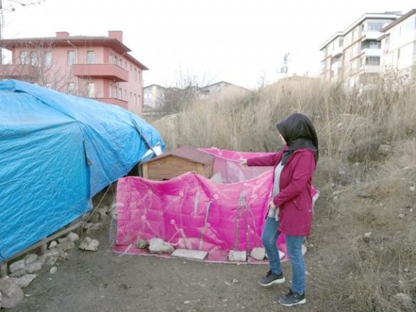 Kastamonu'da sokak köpeği dehşeti! Geçim kaynağı telef oldu