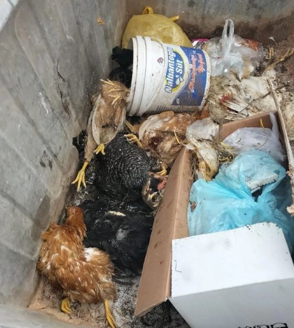 Kastamonu'da sokak köpeği dehşeti! Geçim kaynağı telef oldu