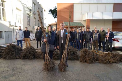 Çiftçiye 5 Bin Ceviz Fidani Destegi