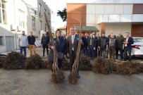 Çiftçiye 5 Bin Ceviz Fidani Destegi