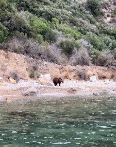 Yalova'da Sahilde Ayi Görüntülendi