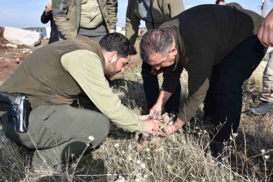 Siverek'te Bitkin Halde Bulunan Yavru Aslan Öldü